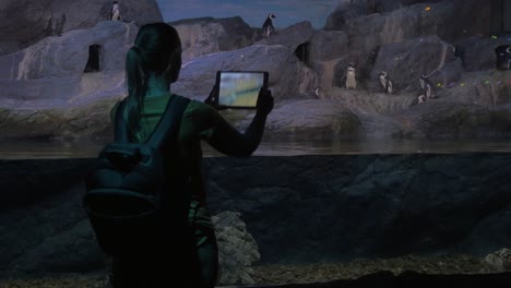 Woman-with-pad-shooting-penguins-in-oceanarium
