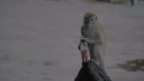 In-Batu-Höhlen-Auf-Stein-Sitzt-Ein-Affe-Und-Trinkt-Aus-Einer-Plastikflasche