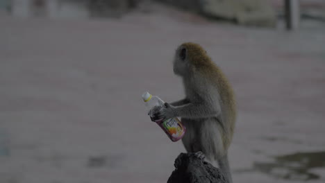 Affe-Mit-Leerer-Plastikflasche