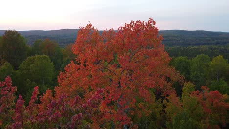 Aerial-footage-circling-red-maple-tree-reveals-colorful-sunset,-autumn