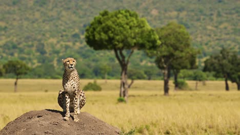 African-Wildlife-Safari-Animals-of-Cheetah-on-Termite-Mound-Hunting-and-Looking-Around-For-Prey-on-a-Lookout-in-Africa,-in-Masai-Mara,-Kenya-in-Maasai-Mara,-Beautiful-Portrait-in-Savanna-Landscape