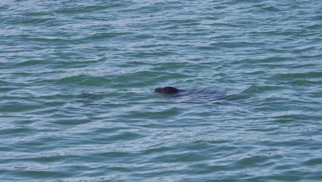 Two-seals-floating-together-in-sea-water,-spraying-water-from-nostrils