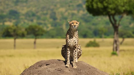 Slow-Motion-of-African-Wildlife-Safari-Animals-of-Cheetah-on-Termite-Mound-Hunting-and-Looking-Around-For-Prey-in-Africa-in-Masai-Mara,-Kenya-in-Maasai-Mara-North,-Beautiful-Portrait-of-Big-Cat