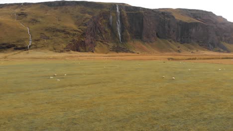 Ovejas-Pastando-En-Pastos-Cubiertos-De-Hierba-Debajo-De-La-Cascada-Drífandi-En-Islandia