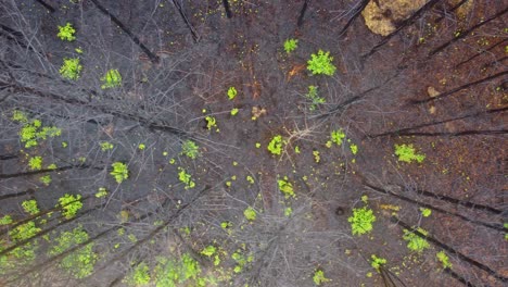 Top-down-aerial-over-dead-forest,-wildfire-result,-with-green-spots-of-hope