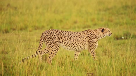 Zeitlupenaufnahme-Eines-Geparden,-Der-Auf-Der-Suche-Nach-Nahrung-über-Die-Leeren-Ebenen-Wacht,-Regen,-Der-über-Die-üppige-Landschaft-Der-Masai-Mara-Regnet,-Afrikanische-Tierwelt-Im-Maasai-Mara-Nationalreservat