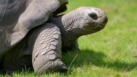 Close-up-tortoise-head,-crawling-on-green-meadow,-trapped-in-Zoo