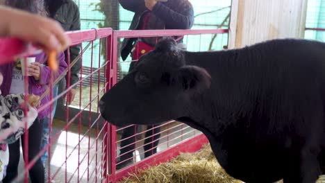 La-Vaca-Está-Siendo-Alimentada-Por-Una-Familia-Que-Visita-Una-Granja-Local-Para-Pasar-Un-Buen-Fin-De-Semana.