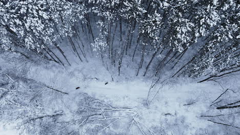 Luftaufnahmen-Eines-Gleitflugs-über-Einem-Winterlichen-Wald,-Aufgenommen-Von-Einer-Drohne