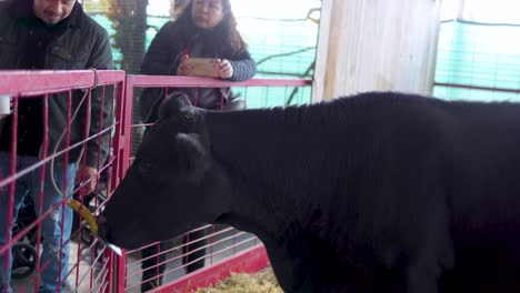 Eine-Kuh-Wird-Von-Einer-Familie-Gefüttert,-Die-Für-Ein-Schönes-Wochenende-Einen-örtlichen-Bauernhof-Besucht