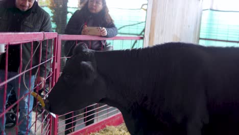 Cow-is-being-feed-by-a-family-visiting-a-local-farm-for-a-good-weekend