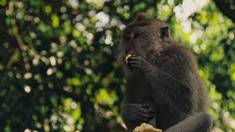 Up-close-slow-motion-of-old-monkey-eating-mango-fruit-in-Bali,-Indonesia