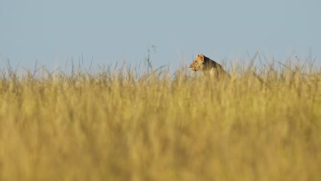 Lion-head-just-above-the-tall-grass,-peeping-out-of-the-lush-landscape,-surveying,-observing-the-savannah,-National-Reserve,-Kenya,-Africa-Safari-Animals-in-Masai-Mara-North-Conservancy