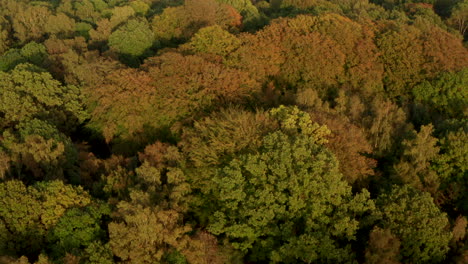 Low-aerial-shot-over-dense-forest-park-London