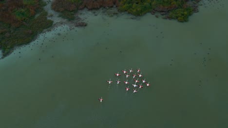 Flamingos-ascending-at-a-shallow-water-savannah-lagoon-in-slow-motion