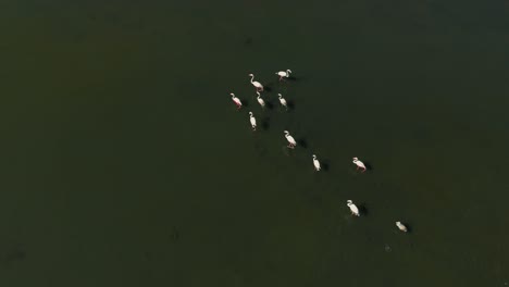 Flock-of-flamingos-walking-through-shallow-water-lagoon-savannah