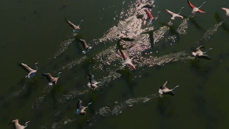 Flamingos-Steigen-über-Eine-Lagunensavanne-Mit-Flachem-Wasser-Auf