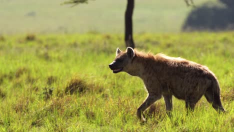 Toma-En-Cámara-Lenta-De-Una-Hiena-Buscando-Presas-Mientras-Merodea,-Caminando-Por-El-Desierto-Africano-En-La-Reserva-Nacional-Masai-Mara,-Kenia,-Animales-De-Safari-Africanos