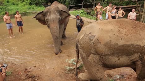 Turistas-Y-Mahouts-Tailandeses-Dando-Baños-De-Barro-A-Elefantes-En-El-Arroyo-Del-Santuario