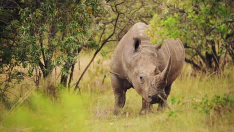 Slow-Motion-Shot-of-Africa-Safari-Animal-Rhino-in-Masai-Mara-North-Conservancy-grazing-amongst-wilderness-nature-feeding-on-grass-in-Maasai-Mara
