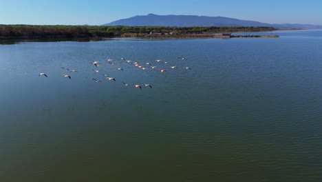 Flamingos-flying-over-Shallow-water-lagoon-savannah