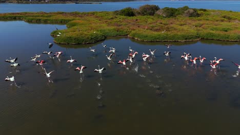 Flamingos-flying-ascending-at-a-shallow-water-lagoon-savannah