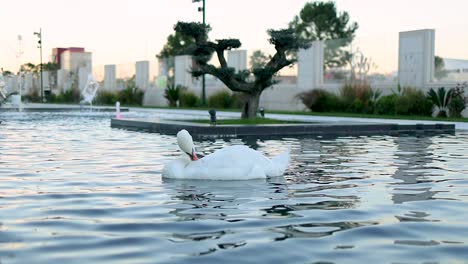 Swan-cleaning-the-plumage-in-a-local-fountain