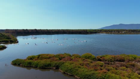 Flamingos-in-a-group-flying-above-a-shallow-water-of-a-lagoon-savannah