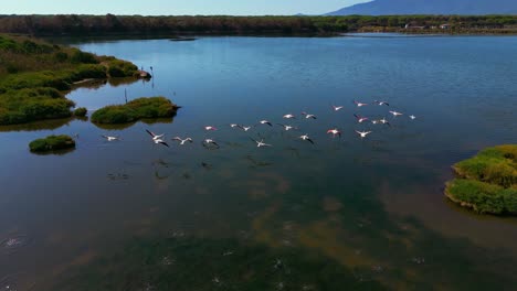 Flamingos-flying-above-a-shallow-water-of-a-lagoon-savannah