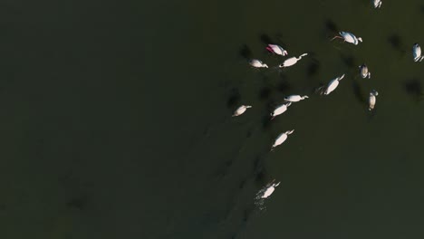 Flamingos-walking-through-shallow-water-lagoon-savannah