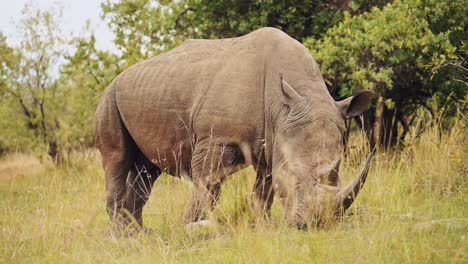 Slow-Motion-Shot-of-Powerful-large-African-Wildlife-Rhino-grazing-in-Maasai-Mara-National-Reserve,-Kenya,-Masai-Mara-North-Conservancy,-Africa-Safari-Animals