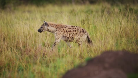 Toma-En-Cámara-Lenta-De-Una-Hiena-Merodeando-Lentamente-A-Través-De-Altas-Praderas-De-Vida-Silvestre-Africana-En-La-Reserva-Nacional-Masai-Mara,-Kenia,-Animales-De-Safari-Africanos,-Conservación-Del-Norte-De-Masai-Mara