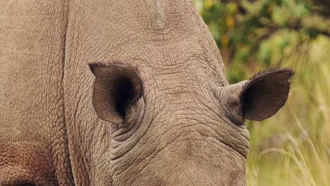 Closeup-detail-of-African-Wildlife-Rhino-ears-while-grazing-in-Maasai-Mara-National-Reserve,-Kenya,-Masai-Mara-North-Conservancy