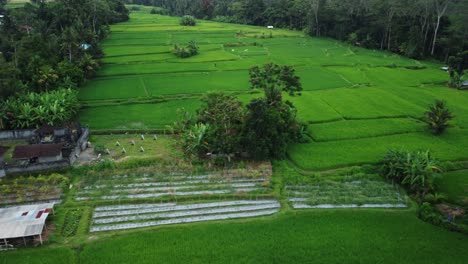 Aerial-parallax-around-terraced-geometric-pattern-rice-paddy-fields-of-Bali