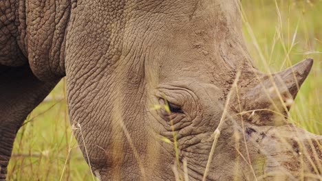 Slow-Motion-Shot-of-Closeup-detail-of-African-Wildlife-Rhino-ears-while-grazing-in-Maasai-Mara-National-Reserve,-Kenya,-Masai-Mara-North-Conservancy