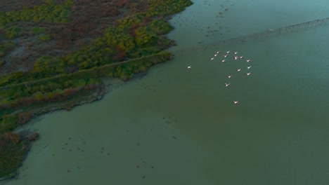 Flamingos-at-a-shallow-water-savannah-lagoon-in-slow-motion