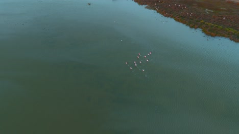 Flamingos-flying-at-a-shallow-water-savannah-lagoon-in-slow-motion