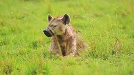 Slow-Motion-Shot-of-Close-up-African-Wildlife-shot-of-Hyena-with-part-of-a-kill-in-Maasai-Mara-National-Reserve,-Kenya-ecosystem,-Africa-Safari-Animals-in-Masai-Mara-North-Conservancy