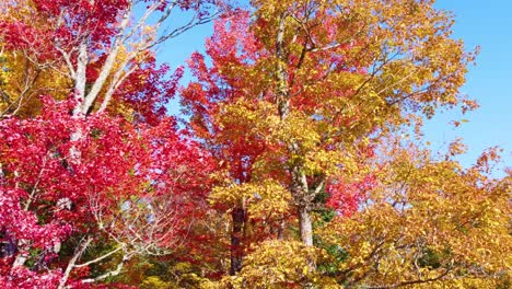 Fliegen-Sie-Durch-Die-Natur-Von-Ihrer-Schönsten-Seite,-Vorbei-An-Rot-goldenen-Herbstblättern