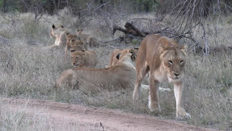 The-lionesses-and-their-cubs-move-together-through-the-savannah
