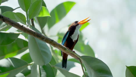 White-Throat-Kingfisher-perched-on-tree-at-Hampstead-Wetlands-Park,-Singapore
