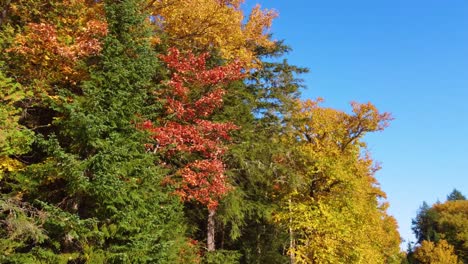 Past-a-colorful-deciduous-forest-up-to-above-the-canopy-against-a-blue-sky