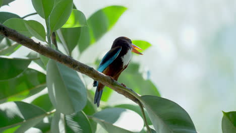 White-Throat-Kingfisher-perched-on-tree-at-Hampstead-Wetlands-Park,-Singapore