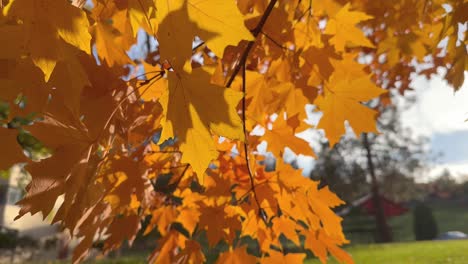 Closeup-of-golden-orange-maple-leaves