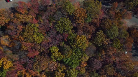 A-high-angle,-aerial-view-over-colorful-trees-in-a-park-in-Fort-Lee-NJ-on-a-sunny-day-in-autumn