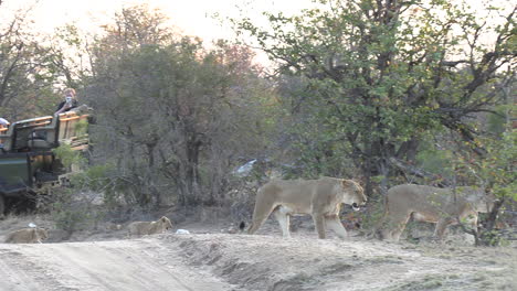 Löwinnen,-Gefolgt-Von-Kleinen-Jungen,-Die-Auf-Der-Straße-An-Safarifahrzeugen-Vorbeifahren