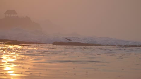 Bird-on-the-shoreline-with-blurry-sea-waves-in-sunrise-time