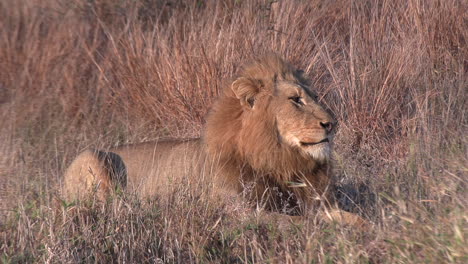 A-male-lion-lies-in-the-savannah-grass-and-shakes-his-head