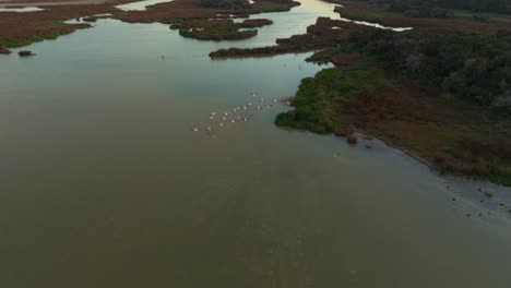 Flamingos-ascending-at-a-shallow-water-lagoon-savannah