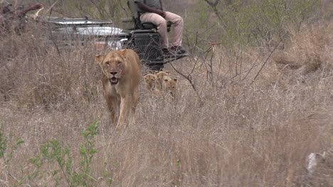Löwenbabys-Folgen-Der-Löwin-Durch-Das-Gras,-Während-Ein-Safarifahrzeug-Vorbeifährt